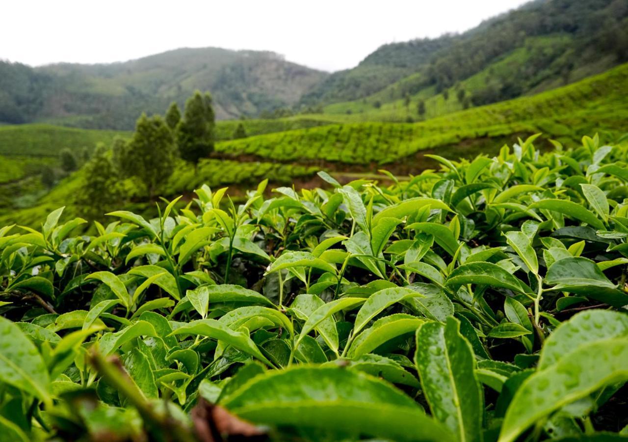 Arivikad Tea Bungalow Munnar By Voye Homes Suryanelli المظهر الخارجي الصورة